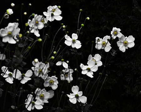  Kwitnące jesienią zawilce mieszańcowe Andrea Atkinson (Anemone hybrida). Głębokie cienie, chłodne barwy