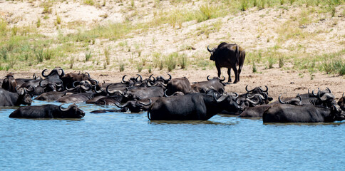 Buffle d'Afrique, Syncerus caffer, Parc national Kruger, Afrique du Sud