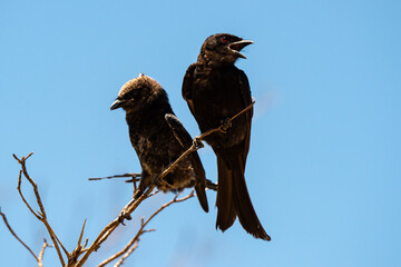 Drongo brillant,.Dicrurus adsimilis, Fork tailed Drongo