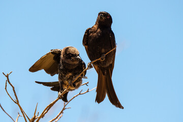 Drongo brillant,.Dicrurus adsimilis, Fork tailed Drongo
