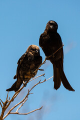Drongo brillant,.Dicrurus adsimilis, Fork tailed Drongo