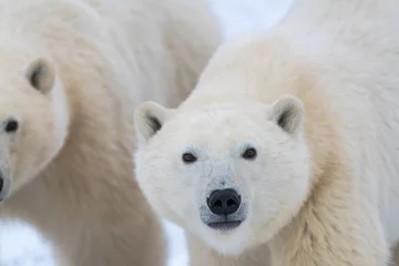 Fotobehang Polar bear facing directly into the camera, staring straight ahead with white fluffy face and beautiful cute ears. Another polar bear in the background with snow and white background taken in Canada.  © Scalia Media