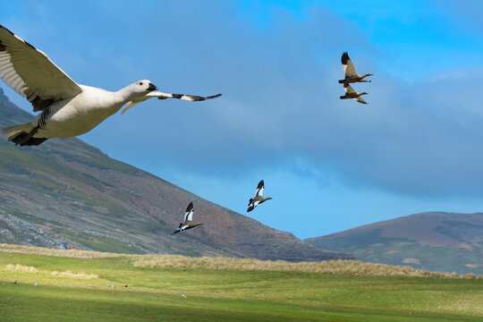 Flying Upland Geese (Chloephaga picta), Grave Cove, West Falkland Island, Falkland Islands