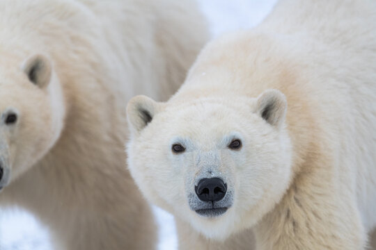 Polar bear facing directly into the camera, staring straight ahead with white fluffy face and beautiful cute ears. Another polar bear in the background with snow and white background taken in Canada. 
