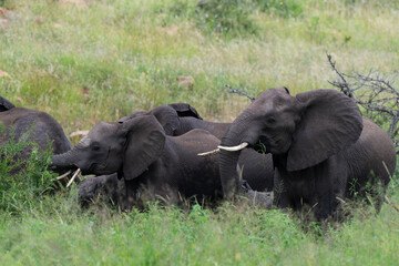 &Eacute;l&eacute;phant d'Afrique, Loxodonta africana, Parc national Kruger, Afrique du Sud