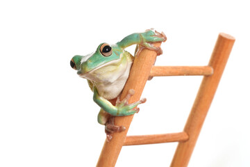 Ein grüner Frosch als Wetterfrosch auf einer Leiter schaut in die Kamera, Studiofoto vor weißem...