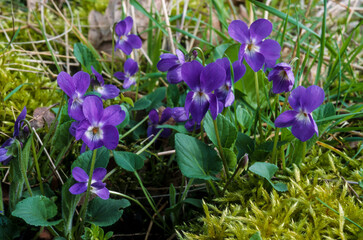 Pensée, viola x wittrockiana 'Alpha f1'