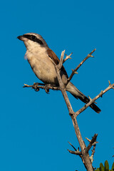 Pie grièche écorcheur,. fLanius collurio, Red backed Shrike