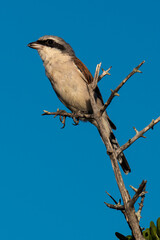 Pie grièche écorcheur,. fLanius collurio, Red backed Shrike