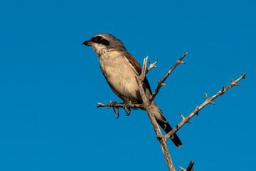 Pie grièche écorcheur,. fLanius collurio, Red backed Shrike