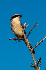 Pie grièche écorcheur,. fLanius collurio, Red backed Shrike