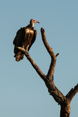Vautour charognard,.Necrosyrtes monachus, Hooded Vulture