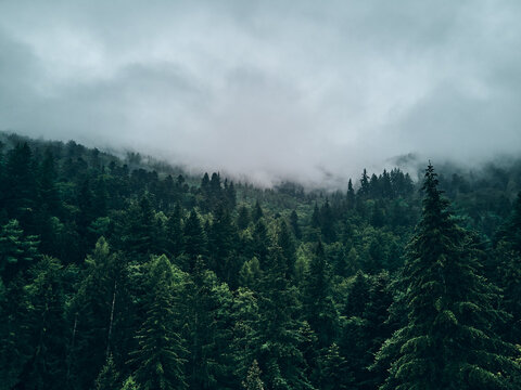 Fichtenwald von oben in Wolken geh&uuml;llt