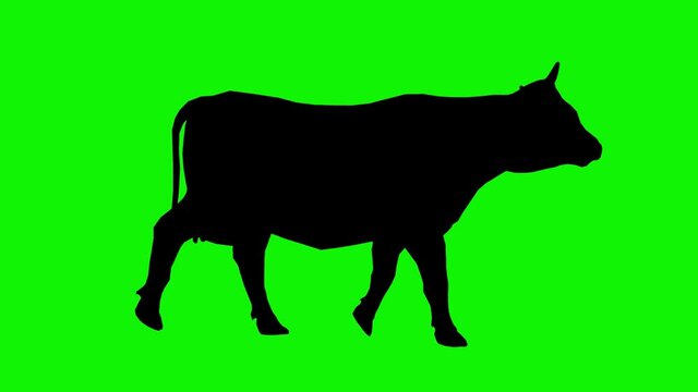 Isolated adult horned cow walking forward on a green screen. Silhouette, figure, shape of a cow walking on a chroma key background.