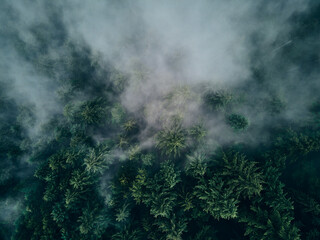 Fichtenwald von oben in Wolken gehüllt © Tobias