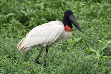 Jabiru in the Pantanal, Brazil