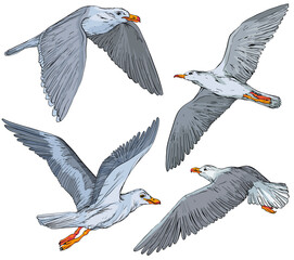 Set of hand drawn seagulls