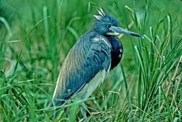 Tricolor heron close up portrait
