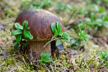 Penny bun (Boletus) mushroom