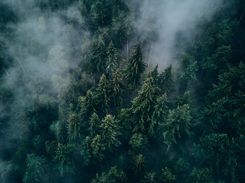 Fichtenwald von oben in Wolken geh&uuml;llt