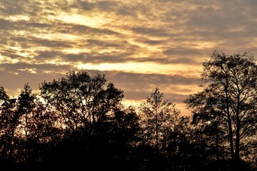 Fototapeta na wymiar Silhouettes of trees during the sunset, November, UK