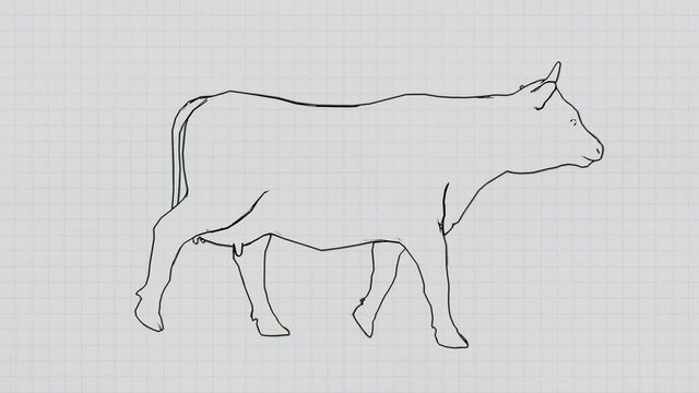 Isolated adult horned cow walking forward on a paper background. Cartoon cow animation walk on a notepad background. 
