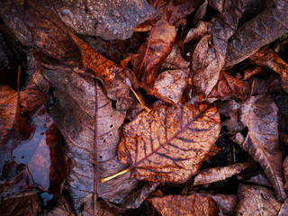 Golden colored autumn leaves in the rain