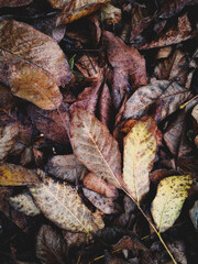 Yellowed, fallen tree leaves at the bottom of the forest