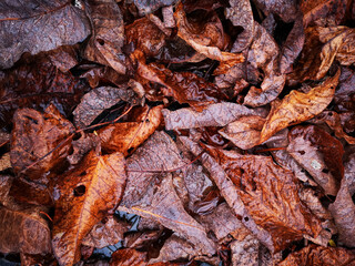 Autumn leaves in golden shades