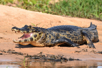 Yacare caiman in the Pantanal, Brazil