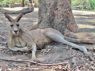 kangaroo in the zoo
