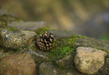 pine cone on the ground