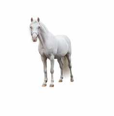Light gray horse on the loose on a white homogeneous isolated background.