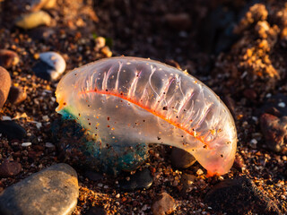 Portuguese Man O' War marine hydrozoan washed up on a beach in Devon, UK.  Also known as bluebottle or floating terror