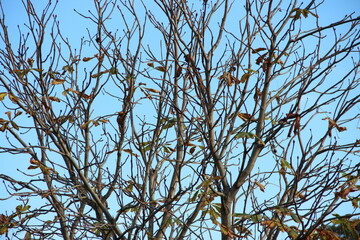 branchages à la fin de l'automne 
