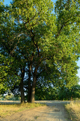 Naklejka premium A large oak tree in a spring meadow.