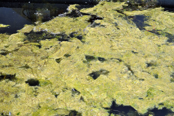 Green Algae Covering Waters of Industrial Canal