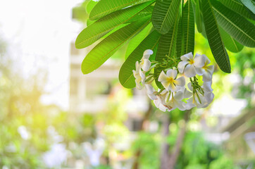 White and yellow plumeria flowers on a tree with copy space.