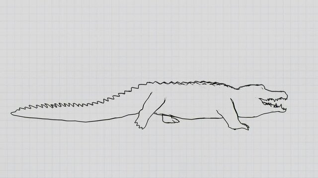 A drawn adult alligator with jaws walks forward on a paper background. Animation of a walking crocodile, caiman on a notebook background.