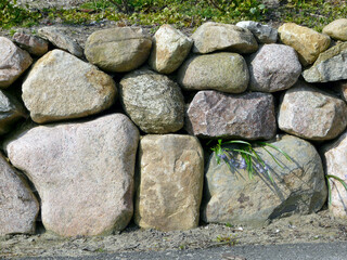 Frisian stone wall with flowers in a crevice