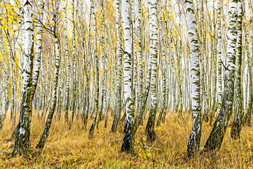 Autumn in the birch forest - digital art