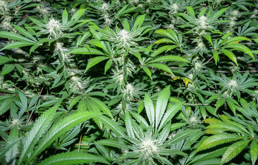 Cannabis indoor grow, flashlight view 