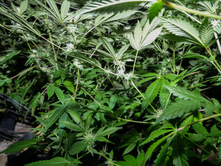 Cannabis indoor grow, flashlight view 