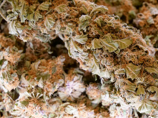 Dry cannabis buds