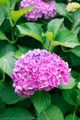Pink hydrangea, plant, leaves and flowers