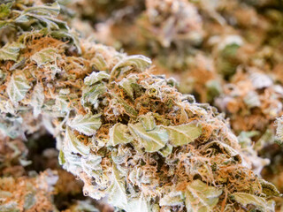 Dry cannabis buds