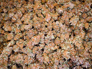 Dry cannabis buds background