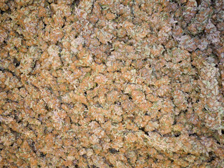 Dry cannabis buds background