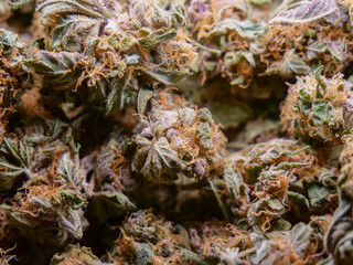 Dry cannabis buds