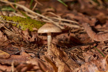 In the first warm days of November, before the frost, small mushrooms managed to grow.